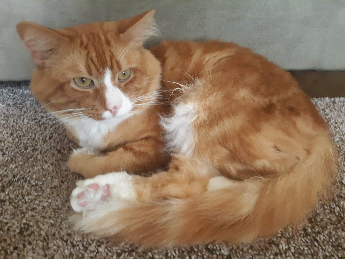 Mac The Ginger Cat 😺 tweet media