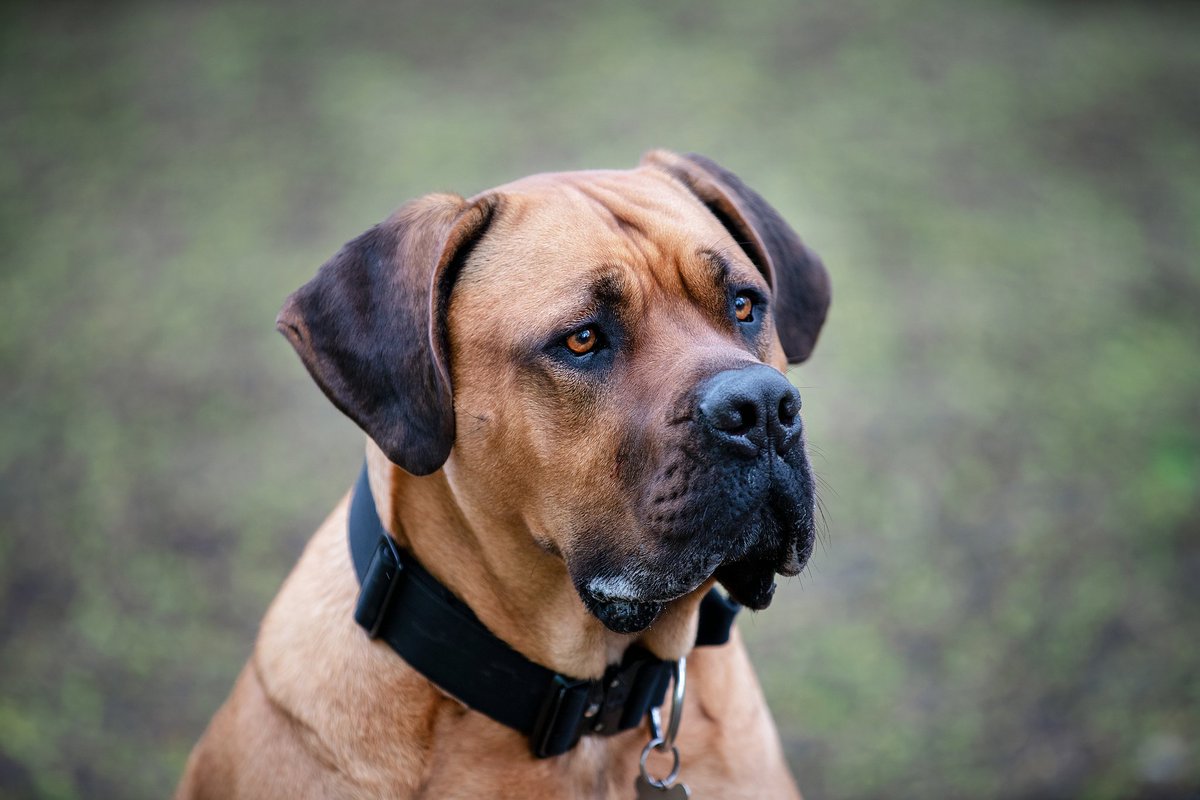 mrmoosecake's tweet photo. Bear.
83kg Cane Corso x Presa Canario https://t.co/3YAlIeTJzv