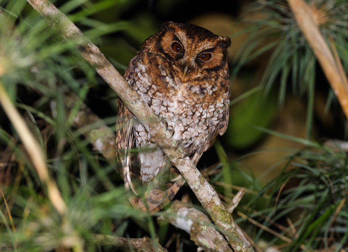 alan lewis wildlife stuff tweet media