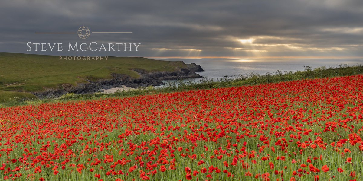 SMcPhotoUK's tweet photo. I don't post nearly enough images to this twitter feed.. I hope to change that. Let's start with a pic I took on a recent trip down to Cornwall. I was lucky enough to be there at the same time the poppies were out...
#cornwall #landscape #landscapephotography  #NaturePhotography https://t.co/3mbpOCKtk3