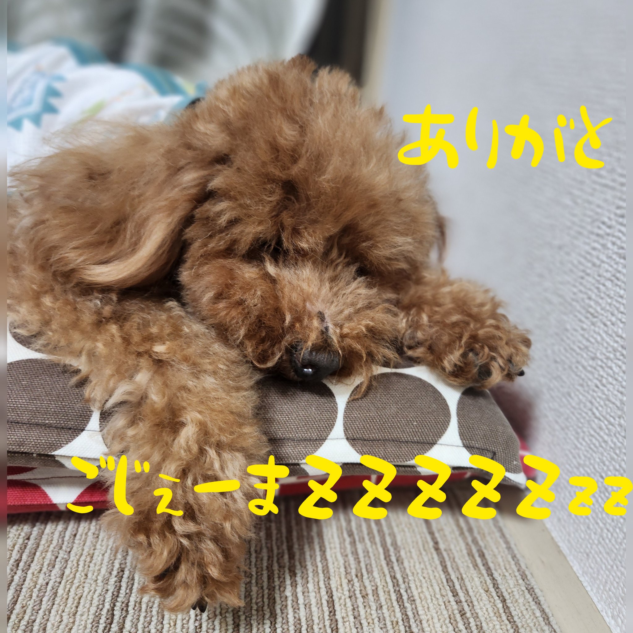 犬まみれ (@19720522Mu) / X 犬まみれ (@19720522Mu) / X