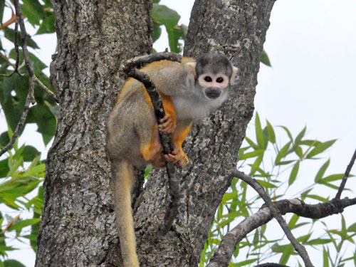 lijuana56's tweet photo. #sendmonkey les saïmiris ❤️ sont 
originaire d'Amérique du sud et d'Amérique centrale. On les appelle aussi les singes écureuils.Les scientifiques ne sont pas d'accord sur le nombre d'espèces (entre 2 et 5 ) je vous en mets trois différentes en photos      1/ https://t.co/EN0DwNDwq3