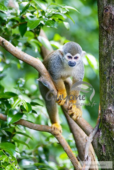 lijuana56's tweet photo. #sendmonkey les saïmiris ❤️ sont 
originaire d'Amérique du sud et d'Amérique centrale. On les appelle aussi les singes écureuils.Les scientifiques ne sont pas d'accord sur le nombre d'espèces (entre 2 et 5 ) je vous en mets trois différentes en photos      1/ https://t.co/EN0DwNDwq3