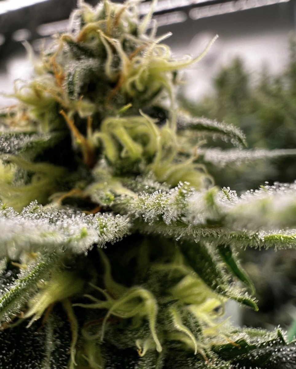 Rail trichs 😌🍃