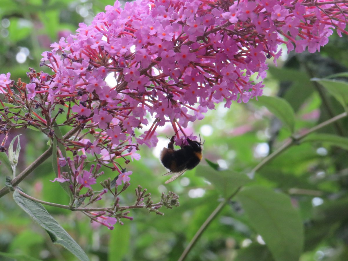 FriendsofStGeo1's tweet photo. A heart-warming sight this morning #BeesNeedsWeek #SaveTheBees #GreenSpacesForGood #UrbanNature https://t.co/FoQuIsVmed