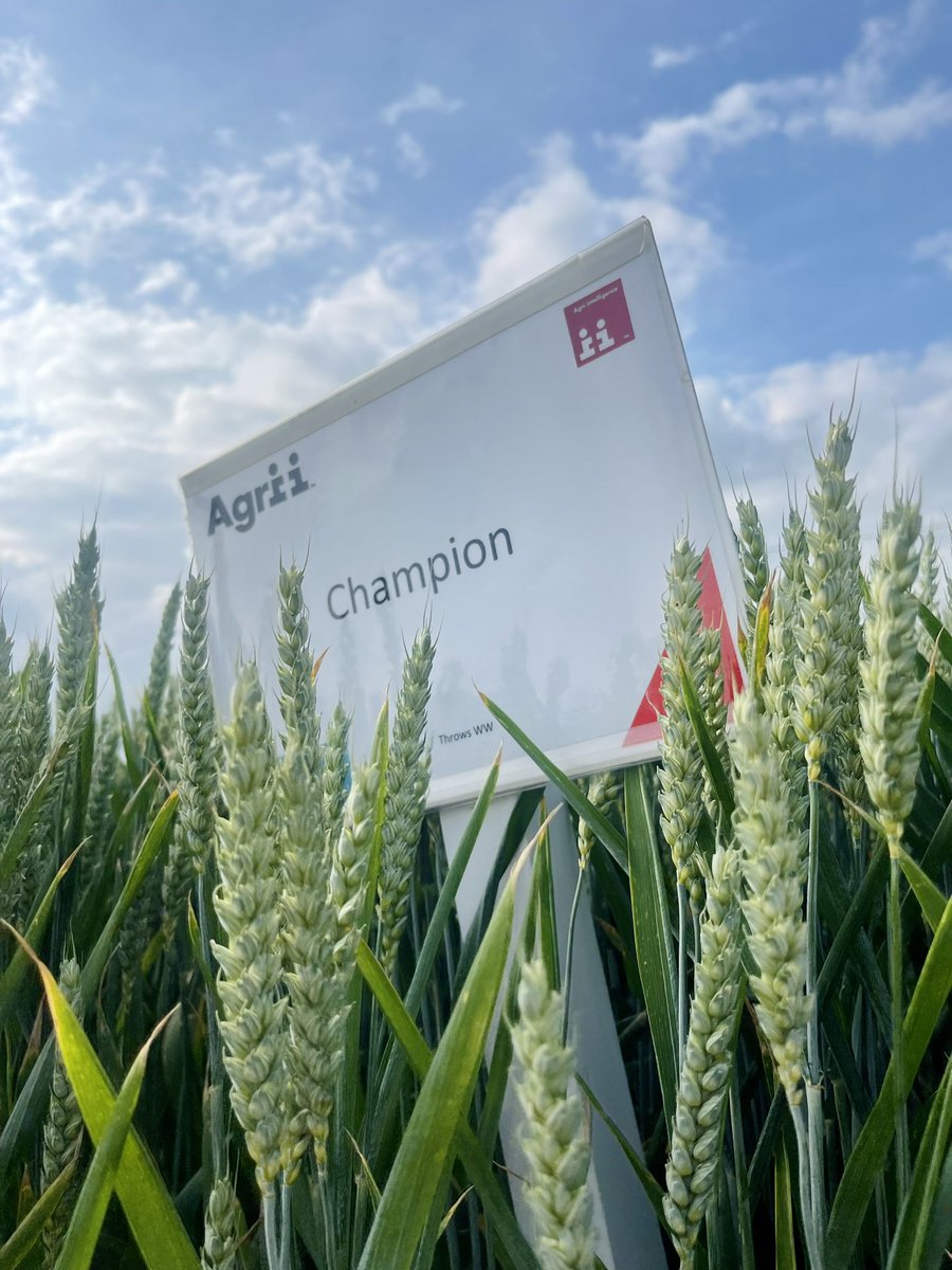 Trials with <a href="/AgriiUK/">Agrii</a> 

Seed orders now being placed, members please call the Samco office for all your needs 🌾🚜 

#trials #seed #samco #winterwheat #winterbarley #drilling #farmerslife #onthefarm #croptrials