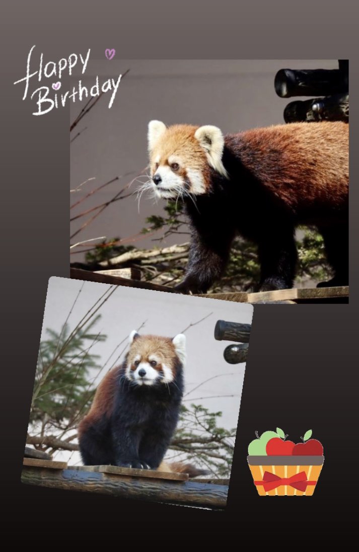 ライムくん9歳の
お誕生日おめでとう🍎🎉
これからもずっと元気に過ごしてね✨

#ライム  #Happy9thBirthday
#redpanda  #レッサーパンダ　
#桐生が丘動物園  #千葉市動物公園