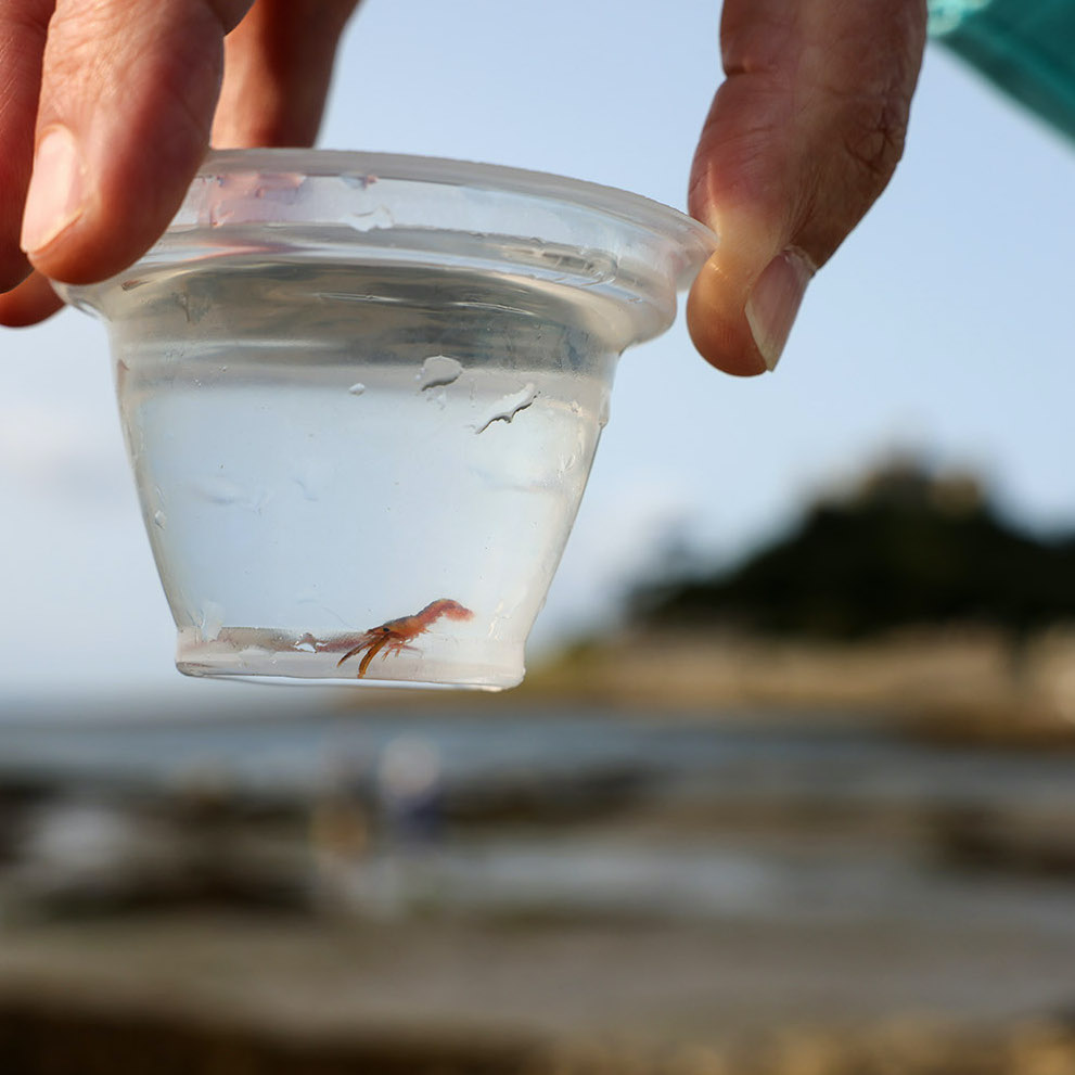 wharveyandsons's tweet photo. The National Lobster hatchery doing what they do best! Releasing the baby Lobsters into the shores of Mounts Bay 🦞🌊☀️

#nationallobsterhatchery #buyonesetonefree #wharveyandsons https://t.co/qzEJrBPH6a