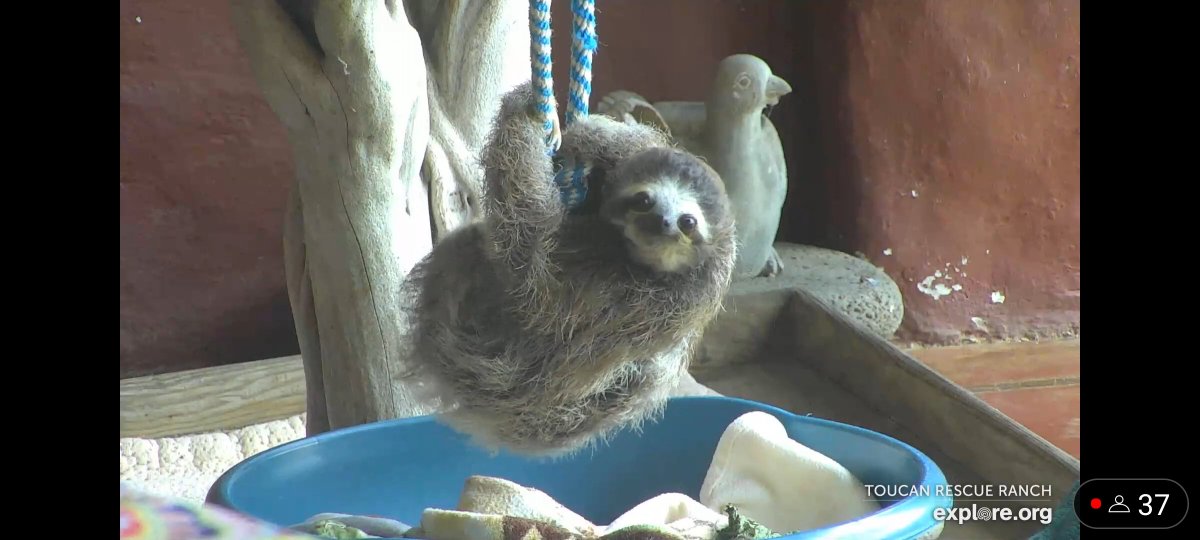 #sloths
#cute
#animals
#ToucanRescueRanch

Sweet little Robin, the baby sloth, reached an exciting new milestone yesterday! He started climbing all on his own! Even with his disability, he keeps on trying! What great progress! ❤️🦥