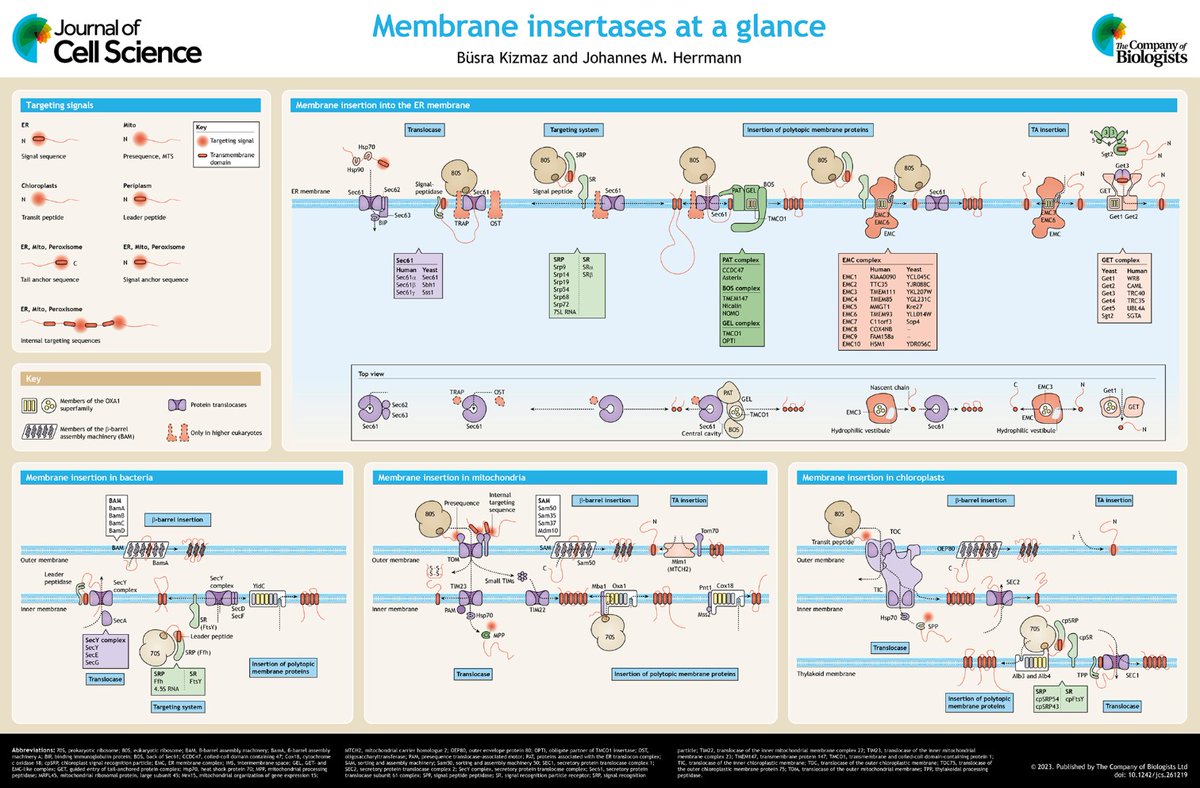 In their ‘Cell science at a glance’ article and poster, Büsra Kizmaz and Johannes Herrmann @Herrmann_lab give an overview of the different insertases and translocases that integrate proteins into cellular membranes. journals.biologists.com/jcs/article/13…