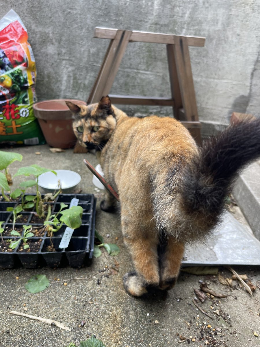 足が揃ってるのがなんか情けない感じに見えてかわいい🐱