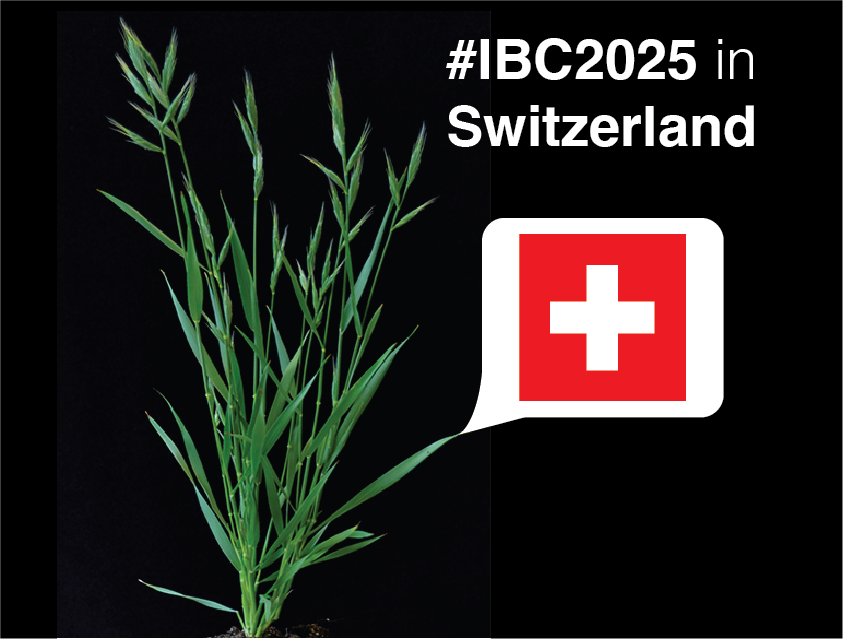 Good Bye #IBC2023 - Hello #IBC2025

Very excited to announce that the International Brachypodium Conference 2025 will be in Switzerland!

Stay tuned for updates regarding dates, location and program!

#BrachyGoesSuisse