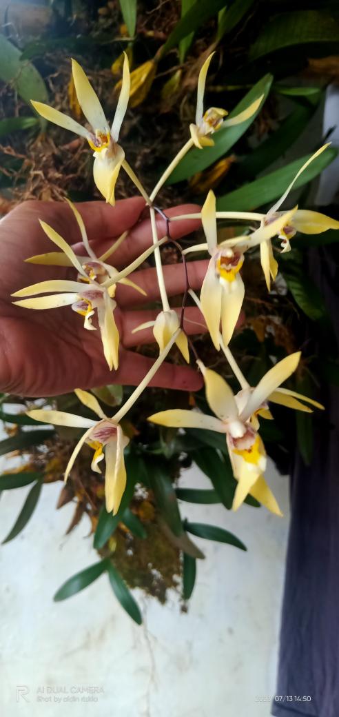 kvnrdt's tweet photo. Epigeneum triflorum
#orchids 
#orchidee
#dendrobium
#centraljava 
#anggrekindonesia https://t.co/yWDIMv6CLa