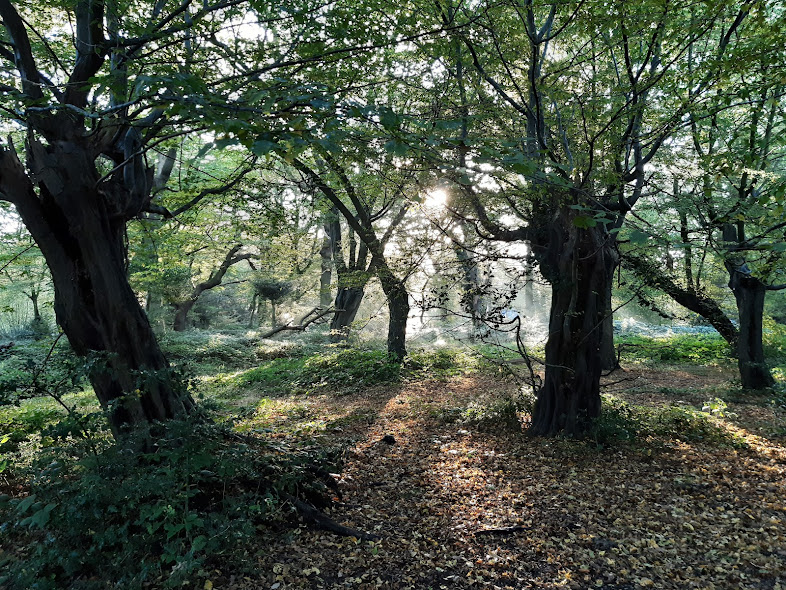 Michael Shann (@michaelshann1) on Twitter photo Many thanks to Elsewhere Journal for publishing this poem about leaving the rest of the world behind and entering the amazing Epping Forest elsewhere-journal.com/blog?month=07-… @seeyouelsewhere <a href="/ForestPoets/">Forest Poets 💬🎤📚💙</a> <a href="/CoLEppingForest/">Epping Forest</a> <a href="/EppingForestHT/">Epping Forest Heritage Trust</a> Many thanks to Elsewhere Journal for publishing this poem about leaving the rest of the world behind and entering the amazing Epping Forest elsewhere-journal.com/blog?month=07-… @seeyouelsewhere <a href="/ForestPoets/">Forest Poets 💬🎤📚💙</a> <a href="/CoLEppingForest/">Epping Forest</a> <a href="/EppingForestHT/">Epping Forest Heritage Trust</a>
