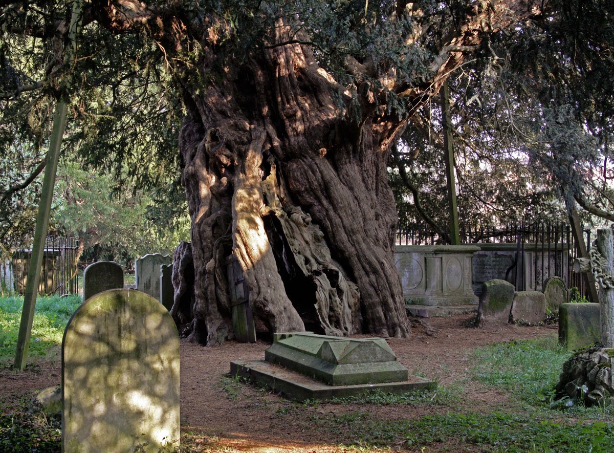 The Crowhurst Yew, St Georges churchyard, Surrey 🌲 Not only witnessed every King & Queen of England, but was already 2,000 years old when the Romans arrived in Britain. Astonishing to comprehend that this tree was even alive when the Egyptian Pyramids were built.