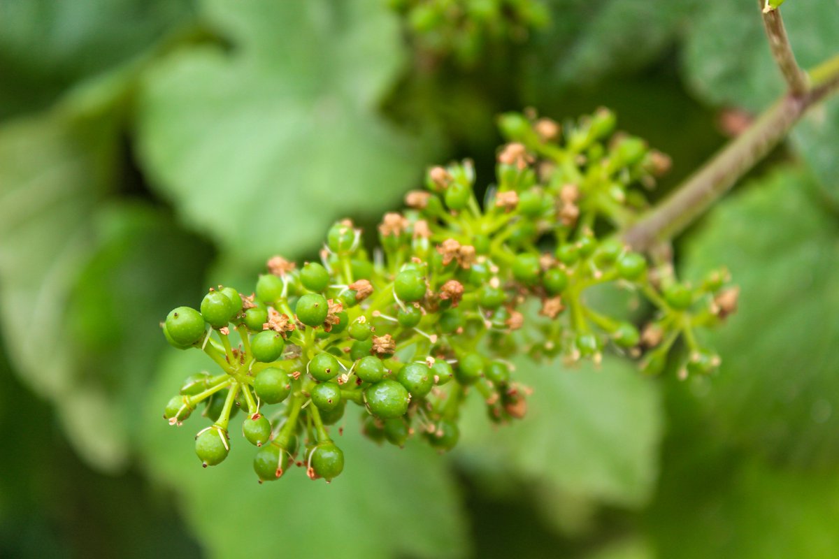 Bdescrayeres's tweet photo. La vigne grandit à vue d'œil ! 👀

Photographies prises sur une durée de 4 semaines du 22 juin au 13 juillet. 📸

The vines grow by leaps and bounds! 👀

Photographs taken over a 4-week period from 22 June to 13 July. 📸 https://t.co/YY8ouNGwDJ