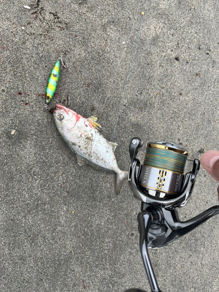 10:00着で浜イン。
無人のサーフで小型青物やカマスが沢山釣れました。

シーズン初のショゴ🐟
カンパチは引くし美味いし大好き🙆