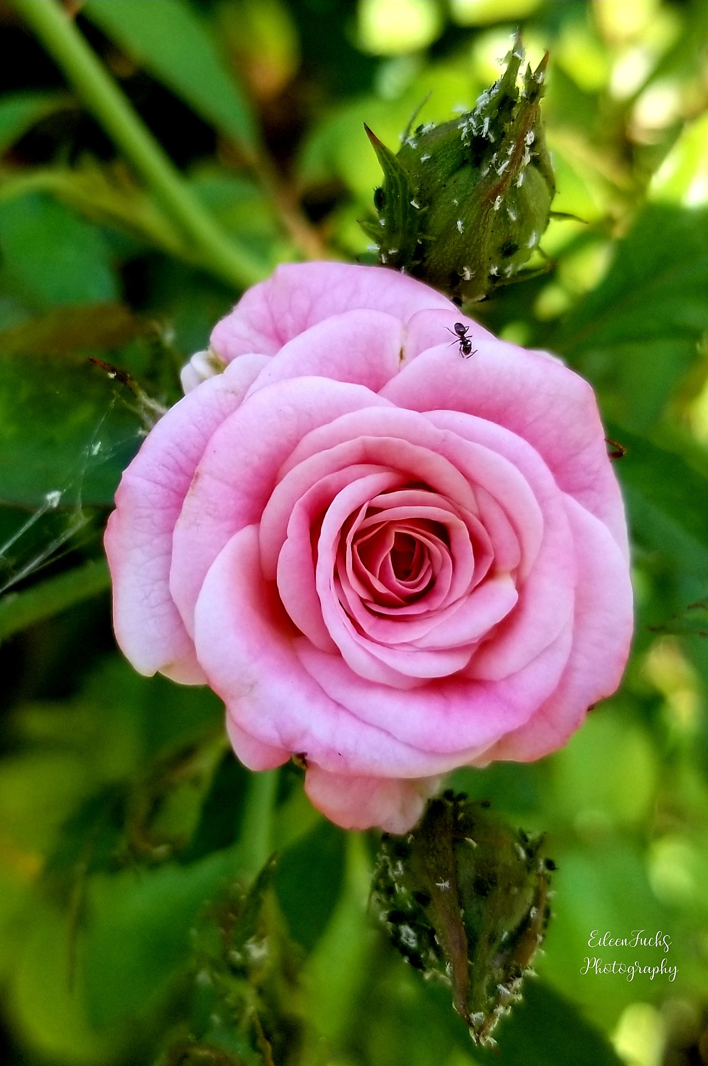 Eileen Inspired 📷🌿 on Twitter "This beautiful rose was infested with