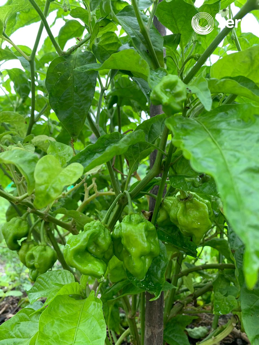 ZeroMaldives's tweet photo. 🌿 Embracing the beauty of organic farming! 🌱✨ From the soil to the table, every step is filled with care and respect for nature. ​

#OrganicFarming #SustainableLiving 
#zero #maldives #sustainable #agriculture #farming #organicallygrown #responsiblefarming https://t.co/oYeGlvyyhZ