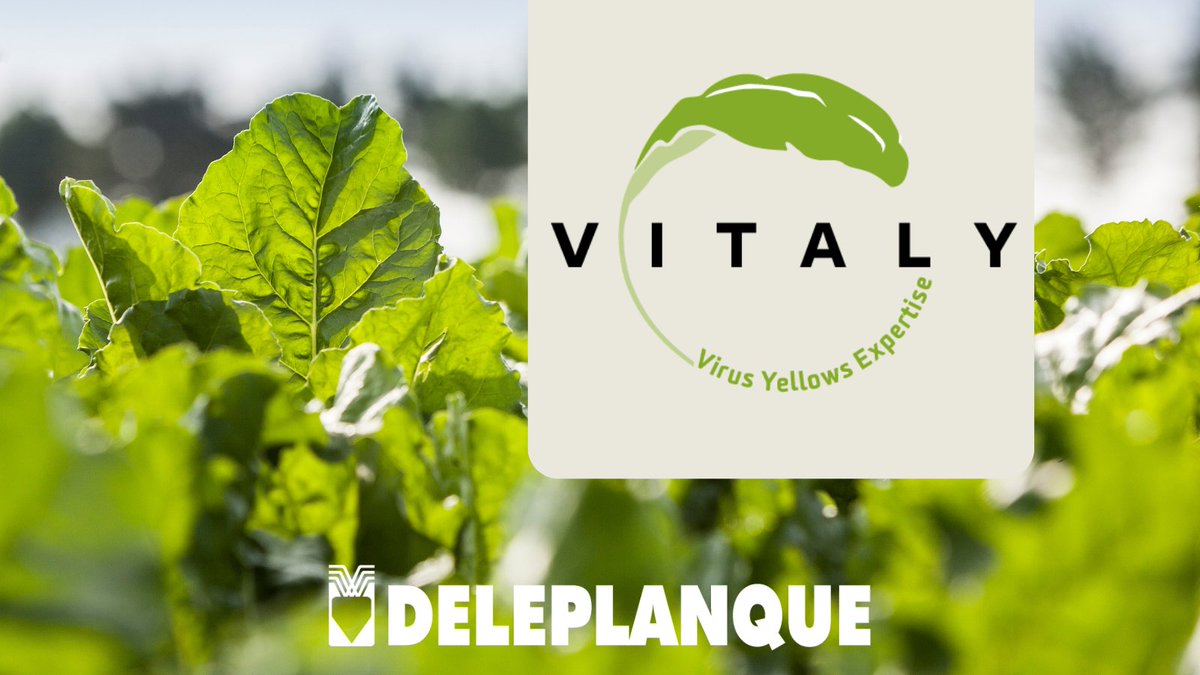 Connaissez-vous VitalY, l'expertise jaunisse développée par Deleplanque ?

Les variétés de #betterave VitalY offrent :
✅ Une tolérance à la jaunisse + élevée
✅ Des rendements préservés
✅ Une combinaison de protection (nématodes, cerco...)
En savoir + 👉 bit.ly/44D8VvZ