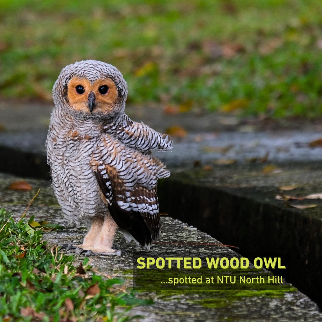 ntu_ase's tweet photo. A pair of Spotted Wood #owls and their baby have been spotted around @NTUsg ! We get frequent visits from wildlife such as boars and pangolins! If you do spot any #wildlife just observe from safe distances and call @acres_sg or @EarthlinkNTU for any concerns!

#birdwatching https://t.co/r97wiGSMbB