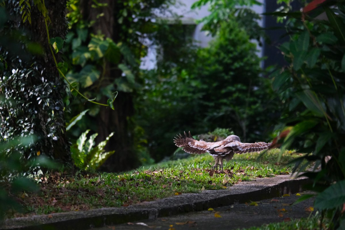Asian School Of The Environment (@ntu_ase) on Twitter photo A pair of Spotted Wood #owls and their baby have been spotted around <a href="/NTUsg/">NTU Singapore</a> ! We get frequent visits from wildlife such as boars and pangolins! If you do spot any #wildlife just observe from safe distances and call <a href="/acres_sg/">ACRES</a> or <a href="/EarthlinkNTU/">Earthlink NTU</a> for any concerns!
#birdwatching A pair of Spotted Wood #owls and their baby have been spotted around <a href="/NTUsg/">NTU Singapore</a> ! We get frequent visits from wildlife such as boars and pangolins! If you do spot any #wildlife just observe from safe distances and call <a href="/acres_sg/">ACRES</a> or <a href="/EarthlinkNTU/">Earthlink NTU</a> for any concerns!
#birdwatching