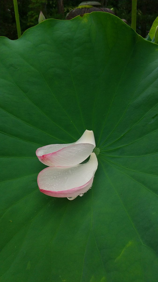 imaokanjiru's tweet photo. 今日は蓮の花の手入れ。もったいないからつぼへ詰め込む。 https://t.co/7mCTO3soHh