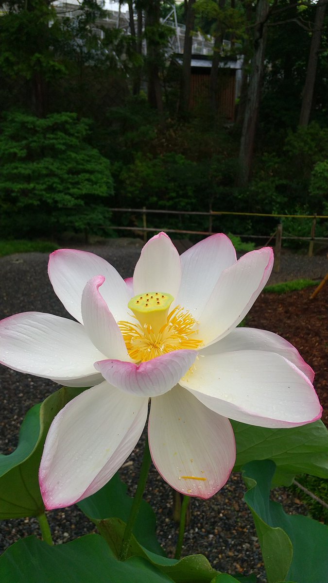 imaokanjiru's tweet photo. 今日は蓮の花の手入れ。もったいないからつぼへ詰め込む。 https://t.co/7mCTO3soHh