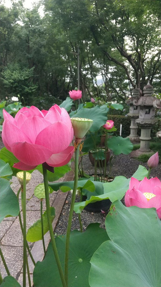 imaokanjiru's tweet photo. 今日は蓮の花の手入れ。もったいないからつぼへ詰め込む。 https://t.co/7mCTO3soHh