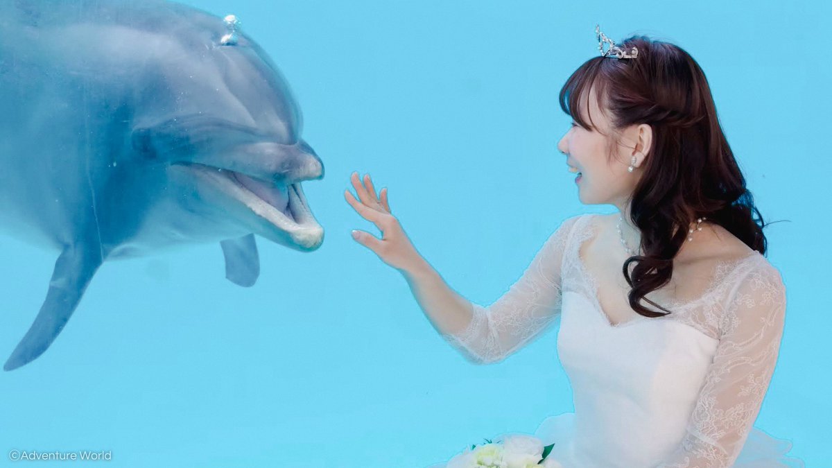 aws_official's tweet photo. ／
動物たちに祝福されながら始まる、
2人のStory♡
＼

#アドベンチャーワールド が贈るハッピーウェディングプラン #フォトウェディング

詳しくはコチラ
https://t.co/lcYDBDT7ka https://t.co/dhtRnBnB4n