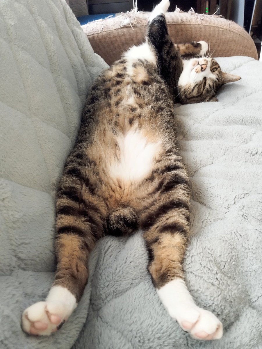 graffeet's tweet photo. Don't worry.  
#mytail
#notball
#とにかく明るい https://t.co/oKOWiSTMwX