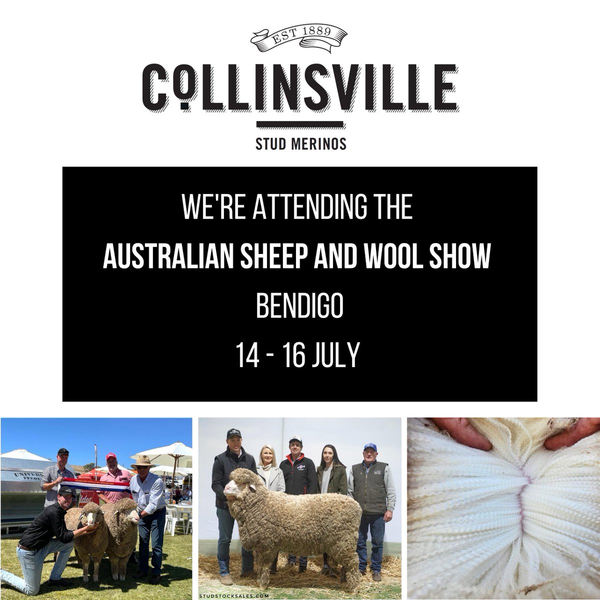 CollinsvilleAUS's tweet photo. Collinsville & East Bungaree will be attending the Australian Sheep and Wool Show at Bendigo this Friday to Sunday (14-16) July.
We look forward to seeing you there!
#CollinsvilleStudMerinos #ProfitableSheep https://t.co/rJEfUVRBih