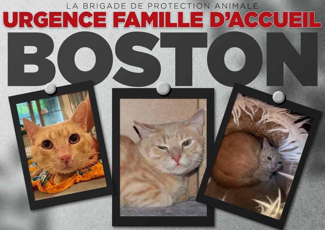 Brigade_BPA's tweet photo. 🆘 #FAMILLEDACCUEIL
🐱 Boston - 5 ans - actuellement dans la Marne (51)

Boston est un chat timide mais qui se met très vite à l’aise 😁
Il s’avère être attentionné, à l’écoute et en attente d’affection. 

Remplissez le formulaire 👇
https://t.co/uvMn2Hmrf9 https://t.co/p00PxnwjkA