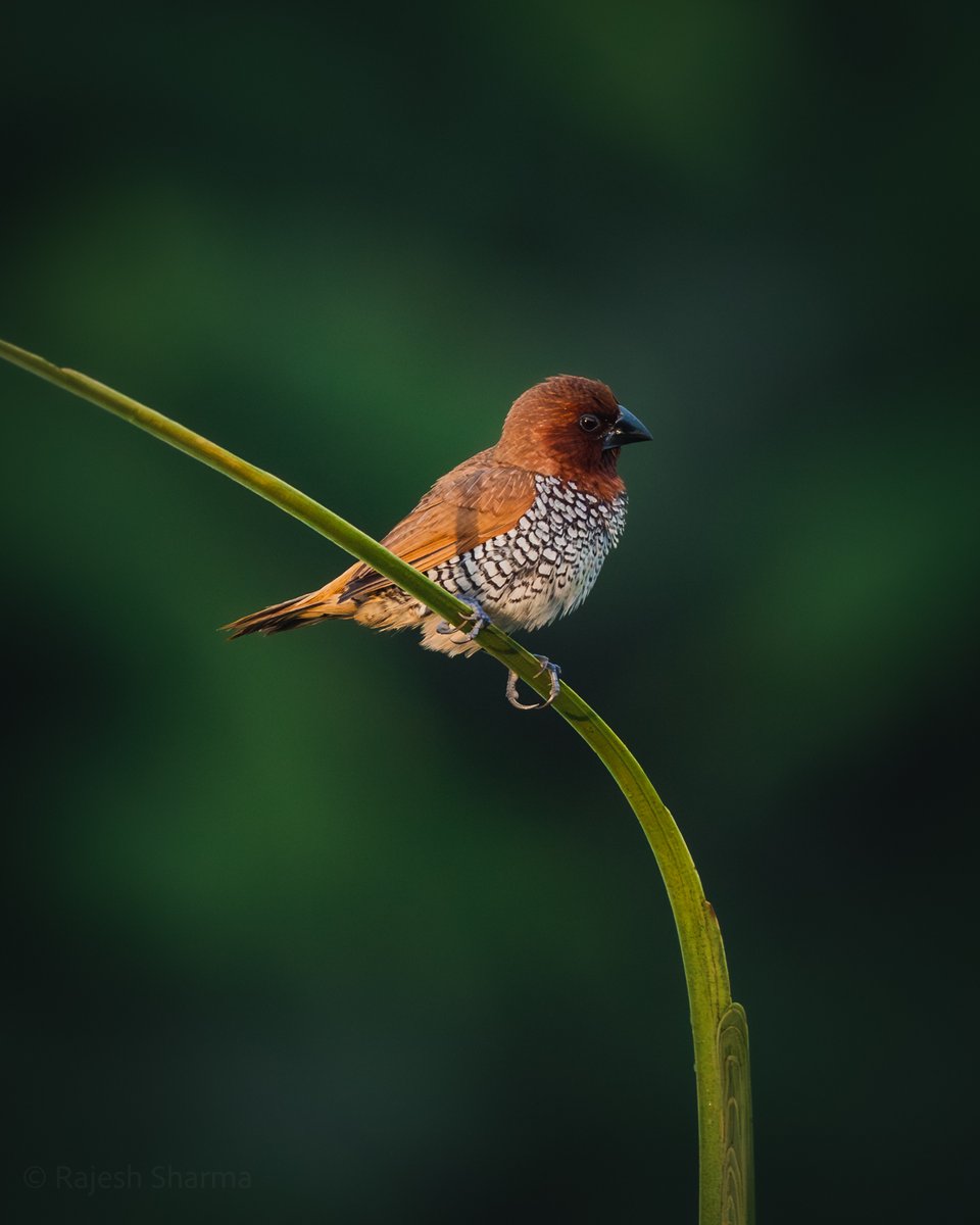 A young scaly-breasted munia!
#BirdTwitter #TwitterNatureCommunity #ThePhotoHour #naturelovers @birdnames_en @IndiAves