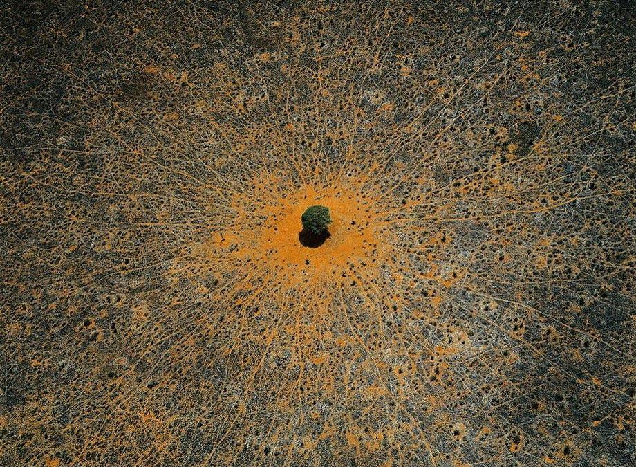 Este es El "árbol de la vida", una acacia que vive en el Parque Nacional Tsavo, Kenia Las líneas que conducen hacia y desde ella son caminos de animales que buscan su sombra o la comida de sus hojas. Los puntos que salpican el terreno son sus jóvenes herederas. Son mágicos 💚🌿