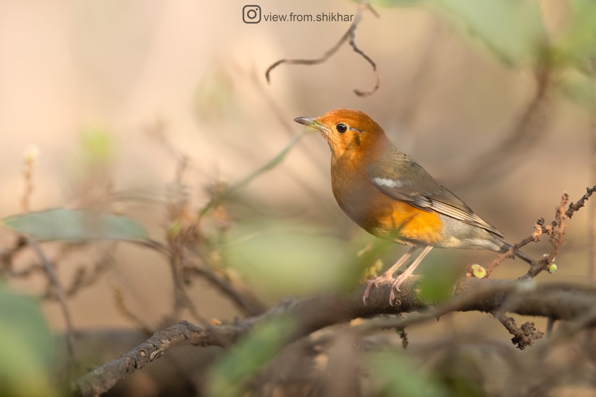 A pop of citrus elegance: The Orange-headed thrush finds solace on the peepal tree.

QT your favorite nature-inspired quotes that come to mind!
#ThePhotoHour #SonyAlpha #CreateWithSony #SonyAlphaIn #IndiAves #BirdsOfIndia #birdwatching