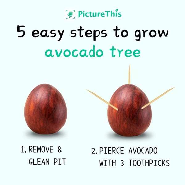 PictureThis tweet media