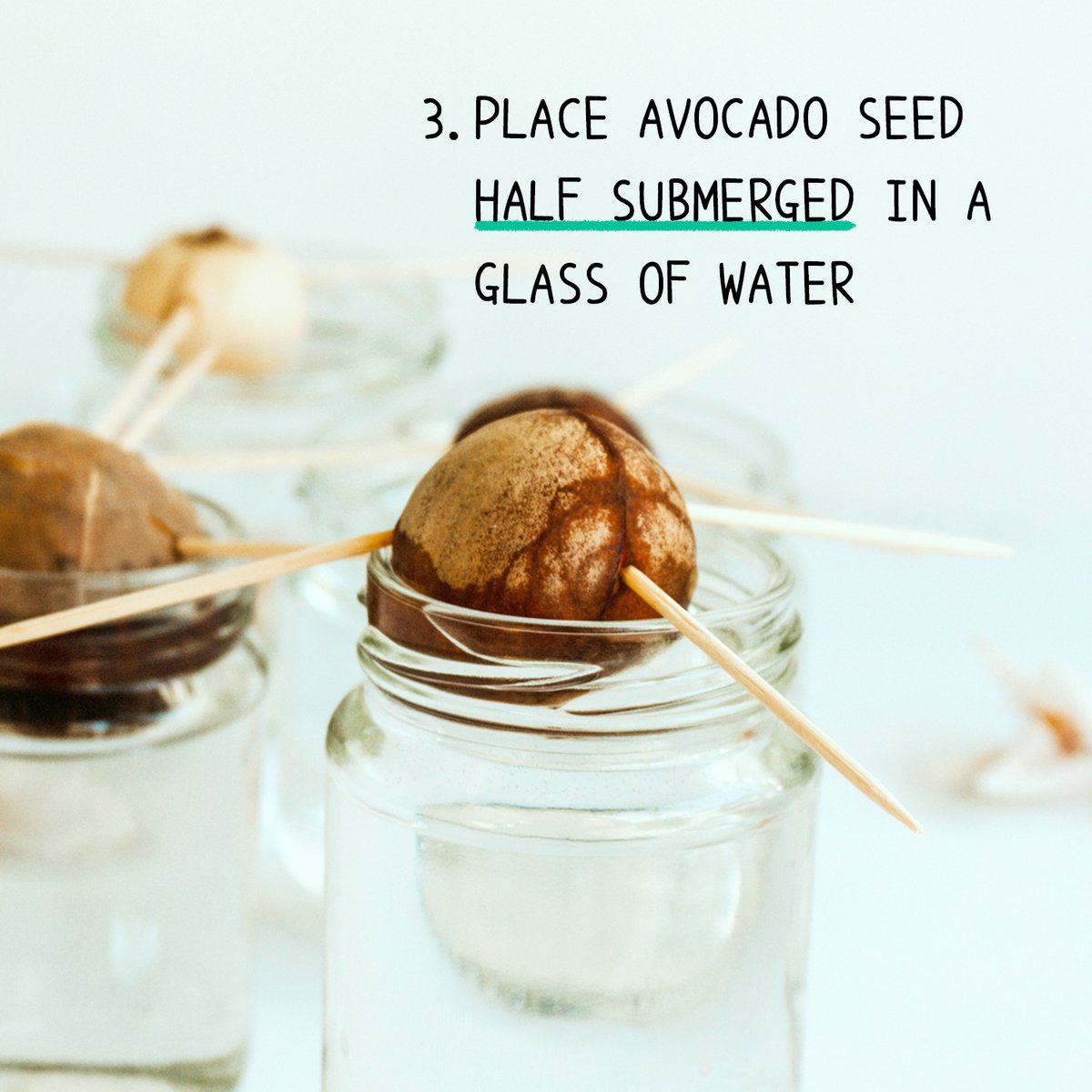 PictureThis tweet media