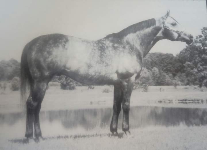 HORSERACING1002's tweet photo. SOLO POINT πΊπΈ1973
(SOLO LANDING - KHUTOOM BY SWAPS)
#SoloPoint
B Dr Louis P Alexander (Md) Mar 3, 1973
O Alexander Stable
T Rodrigo Madrigal Sr
41-8-2-3 ----- with 20,858 dls
Sire Melz y Solo, Solo Brummer, Etc. https://t.co/7qI6yDKjBQ