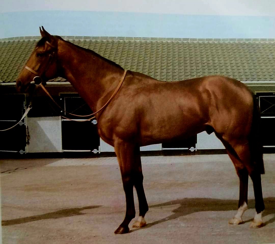HORSERACING1002's tweet photo. NIJINSKY II ๐จ๐ฆ1967
(NORTHERN DANCER FLAMING PAGE BY BULL PAGE)'#NijinskyII https://t.co/9yp40CbF33