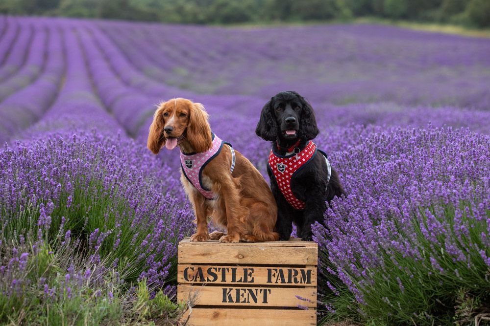 doggiemax7's tweet photo. Morning Peeps,
We were so good on our photoshoot.. Mummy was very proud of us. 

Happy Thursday 😘🐾#Maxie &amp; 🌸🧚🏼‍♀️#Coco

#beautiful 
#Kent 
#castlefarm 
#lavender https://t.co/p5z7HGHBVg