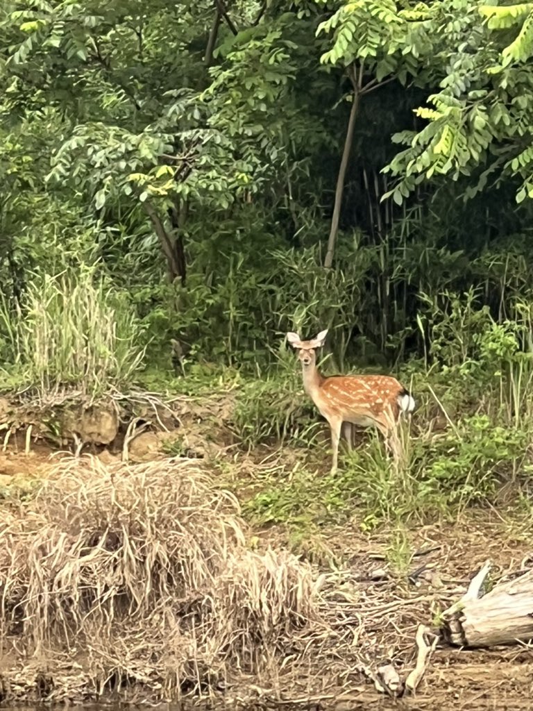 QuadDelivery's tweet photo. 🦌ちゃん

なおここは千葉県です🫣 https://t.co/LxallvUef6
