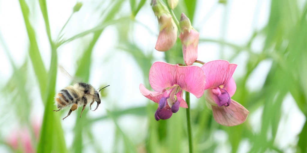 Staff from the Trust are delighted to be taking part in the Bow Arts, Thamesmead ‘Second Nature: Imagining Climate Futures’ events. Join us for a bumblebee talk and safari 🐝

📅 Saturday 22nd July
🕓 2-5 pm 
🎫 Free but booking essential

Full details 👉🏾 ow.ly/nIV250P7vni