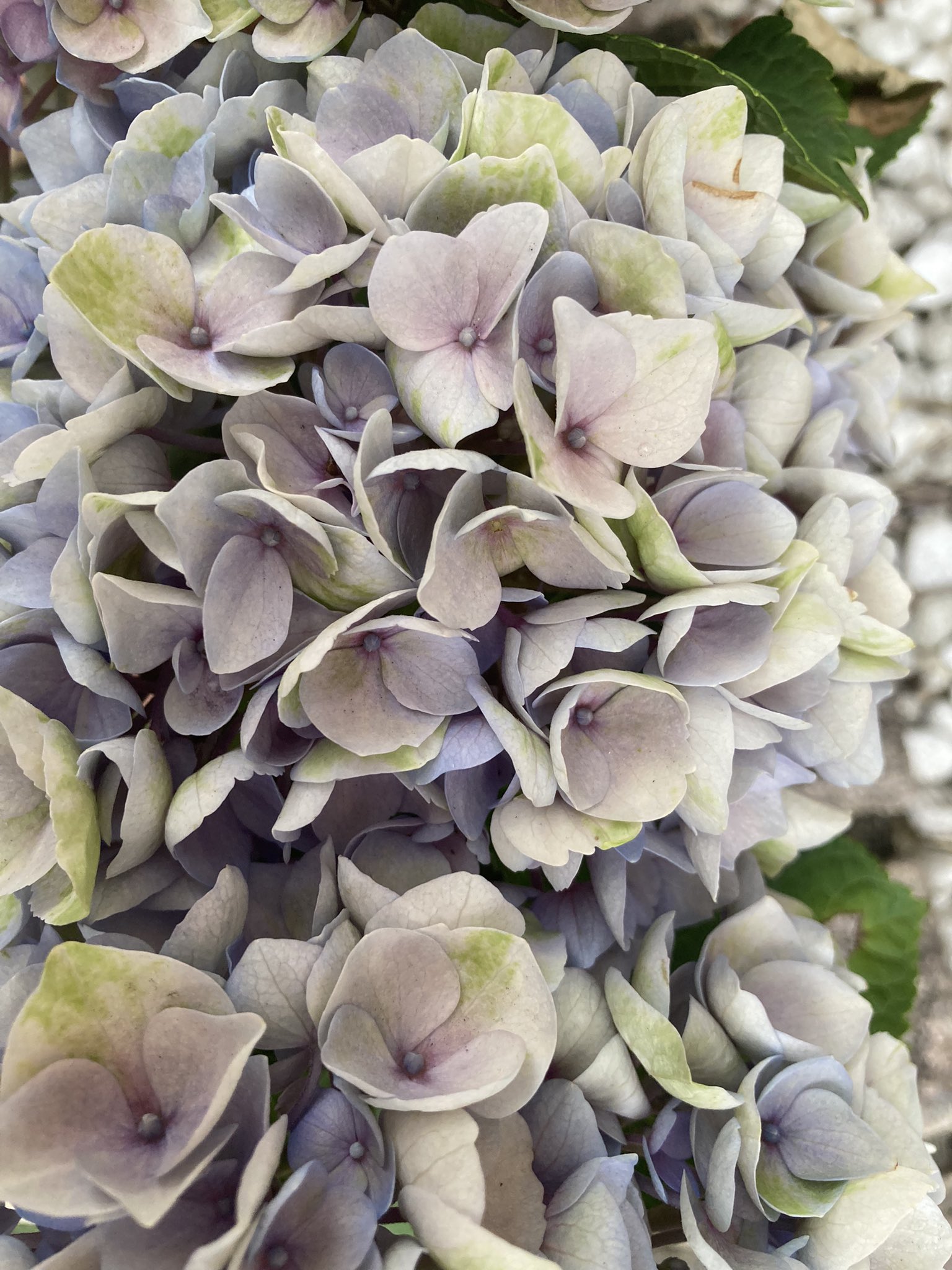 アンティーク紫陽花 - Search / X