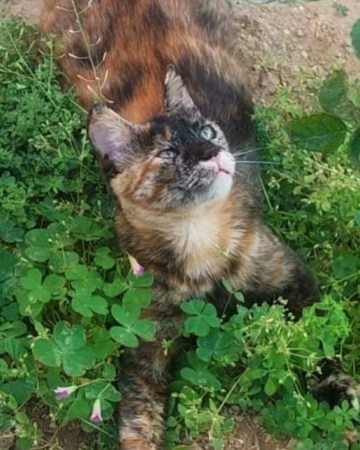 karacadeli's tweet photo. @DirenOrtak
#İzmir Ha bu sevdaluğa yuvaaa!.
6aylık, kısır, karma ve diğer aşıları var.Sevmek,sevilmek için dünyaya gelmiş..Ömürlük yuvası için evinizin ve kalbinizin kapısını açmaz mısınız?#kedi  @renemliD  @irmakadife  @Nesrinnas @iklimtamkan @Badiko_ @nuriharunates @ABorcbakan https://t.co/oh4FOpb3cg