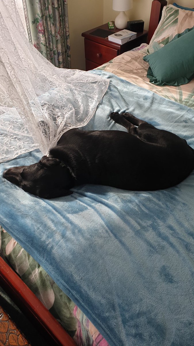 dani_delivers's tweet photo. puppy partially draped in lace curtain, resting on bed in the sun. super lux vibes https://t.co/DlGYsljCA3