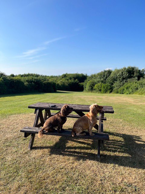 Warcombe Farm Camping Park tweet media