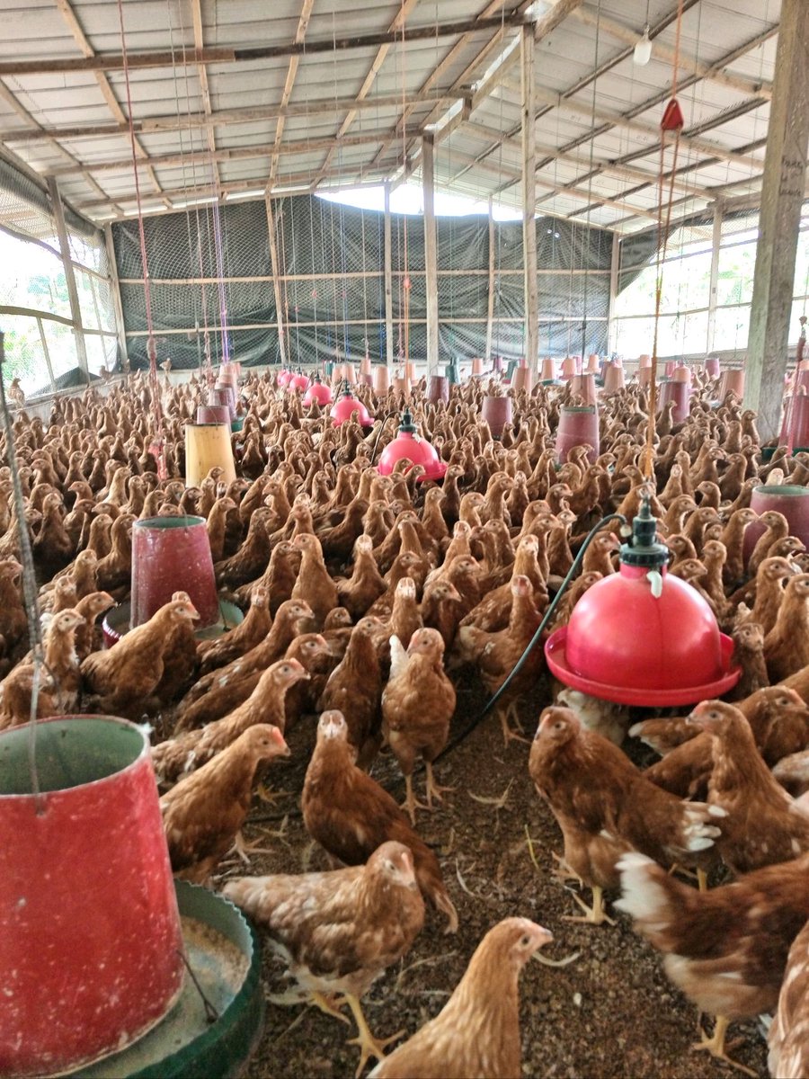 Radvan_Vedasto's tweet photo. Diseases you should vaccinate against , for layers
Marek's disease (at hatchery)
Newcastle disease
Infectious Bronchitis
Infectious Bursal
Fowl pox
Infectious Coryza
Fowl Typoid 
Note:Vaccination schedule for layers vary according to the disease occurrence in different areas. https://t.co/9vnqmqqush
