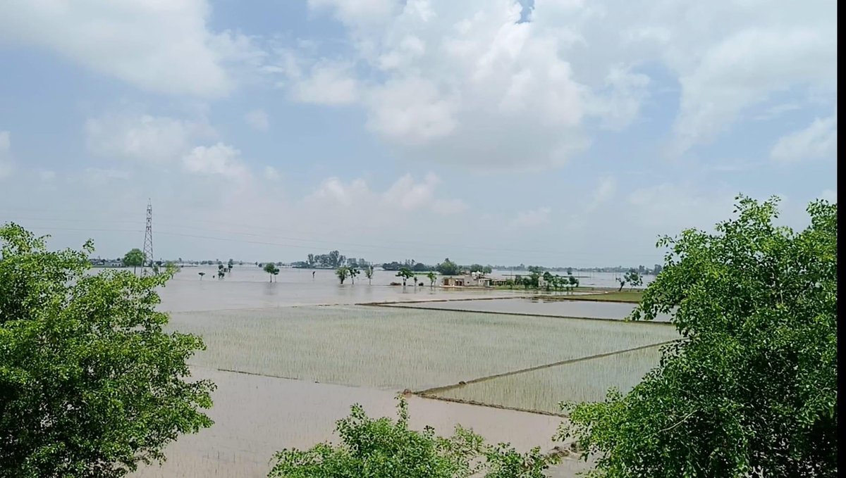 ManikGoyal_'s tweet photo. These are the views of the Ghaggar River held in Khanauri, Sangrur, a district that belongs to our CM @BhagwantMann 

Big breaches in the Ghaggar River have destroyed crops in many villages, and the houses are filled with water.

The pictures clearly indicate that the government of @BhagwantMann did not clean the rivers and drains according to their responsibility.

If they had cleaned them on time, this destruction may have been prevented. 

I still appeal to the government to at least now focus on welfare instead of spending over 100 crores on advertisements every month.