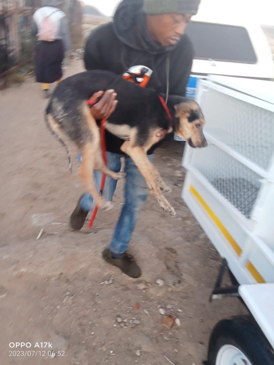 TheDogsTrust's tweet photo. Thank you Woodrock Animal Rescue for sterilising some more dogs and a cat from Diepsloot for us yesterday! 

#changingonelifeatatime https://t.co/KGoWnKxROA